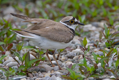 Little ringed plover Charadrius dubius mali deevnik_MG_2926-111.jpg