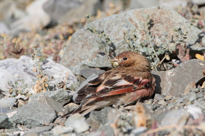 Mongolian finch Bucanetes mongolicus_MG_5221-111.jpg