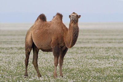 Bactrian camel Camelus bactrianus dvogrba kamela_MG_5466-111.jpg