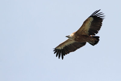 Griffon vulture Gyps fulvus beloglavi jastreb_MG_7757111.jpg