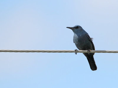 Blue rock thrush Monticola solitarius puščavec_MG_7810-111.jpg