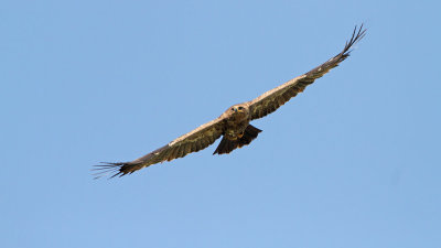 Steppe eagle Aquila nipalensis stepski orel_MG_8670111.jpg