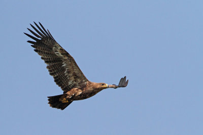 Steppe eagle Aquila nipalensis stepski orel_MG_8658-111.jpg