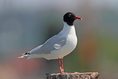 Mediterranean gull Larus melanocephalus črnoglavi galeb_MG_8121-111.jpg