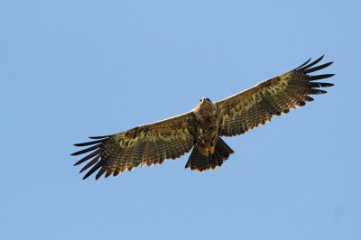 Steppe eagle Aquila nipalensis stepski orel_MG_8675-111.jpg