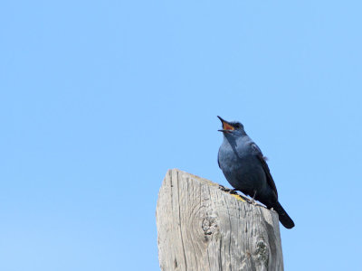 Blue rock thrush Monticola solitarius puščavec_MG_7804-111.jpg