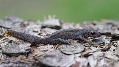 Alpine newt Ichtyosaura alpestris planinski pupek_MG_8001-111.jpg