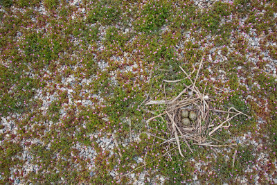 Nest of common tern gnezdo navadne čigre_MG_94271-111.jpg