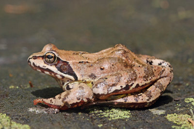Common frog Rana temporaria sekulja_MG_7990-111.jpg