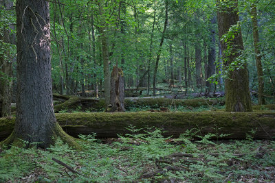 Białowieża Forest Biełavjeskaja puča Beloveka puča_MG_9843-111.jpg