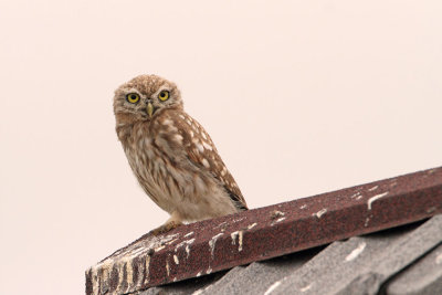 Little owl Athene noctua čuk_MG_5731-111.jpg