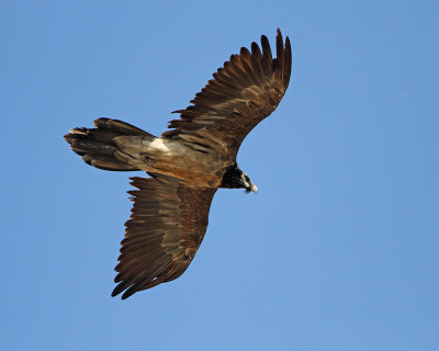 Bearded vulture Gypaetus barbatus brkati ser_MG_5165-111.jpg
