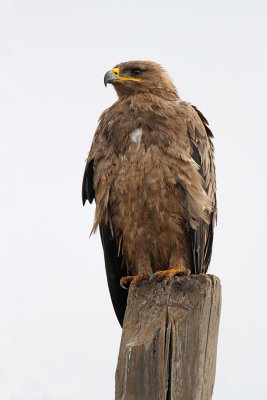 Steppe eagle Aquila nipalensis stepski orel_MG_7011-111.jpg