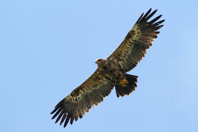 Steppe eagle Aquila nipalensis stepski orel_MG_8678-111.jpg