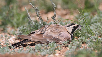 Horned lark Eremophila alpestris uhati škrjanec_MG_9471-111.jpg