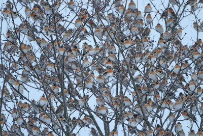 Flock of brambling Fringilla montifringilla jata pino_MG_7590-111.jpg