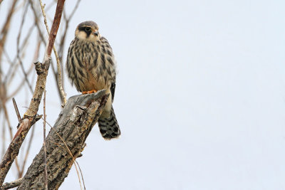 Amur falcon Falco amurensis _MG_8829-111.jpg