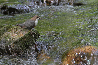 White-throated dipper Cinclus cinclus povodni kos_MG_7862-111.jpg