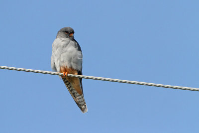 Amur falcon Falco amurensis_MG_9435-111.jpg