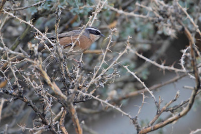 Brown accentor Prunella fulvescens rjava pevka-111.jpg