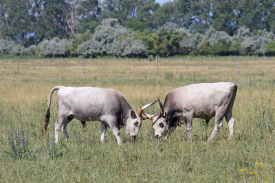 Hungarian Grey cattle_MG_8051-111.jpg