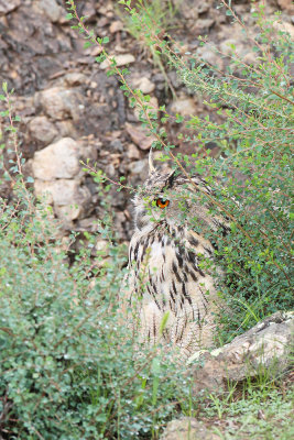Eurasian eagle-owl  Bubo bubo velika uharica_MG_8306-111.jpg