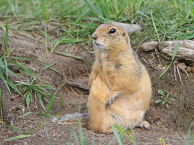Long-tailed ground squirrel Urocitellus undulatus_MG_8817-111.jpg