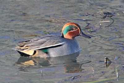 Common teal Anas crecca kreheljc_MG_9702-111.jpg