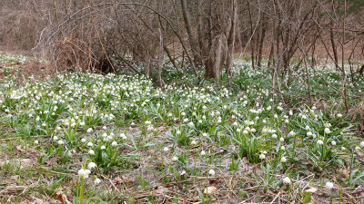 Spring snowflakes Leucojum vernum veliki zvonček_IMG_9046-111.jpg