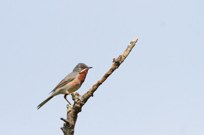 Subalpine warbler Sylvia cantillans tačična penica_MG_7786-111.jpg