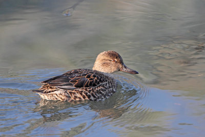 Common teal Anas crecca kreheljc_MG_969811-111.jpg