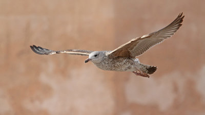 Lesser black-backed gull Larus fuscus rjavi galeb_MG_9749-111.jpg