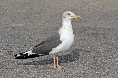 Lesser black-backed gull Larus fuscus rjavi galeb_MG_9745-111.jpg