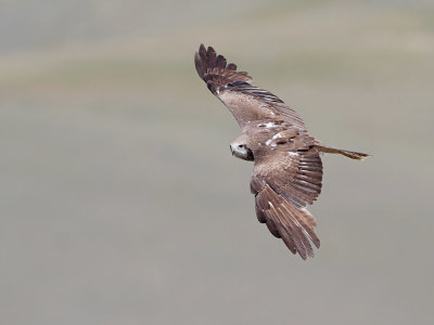 Black kite Milvus migrans črni karnik_MG_8969-111.jpg