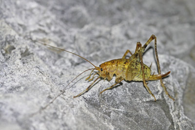 Cave cricket Troglophilus neglectus jamska kobilica_MG_9630-111.jpg