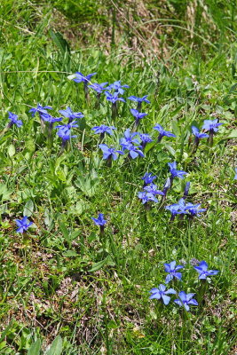 Spring Gentian Gentiana verna spomladanski svič_MG_0821-111.jpg