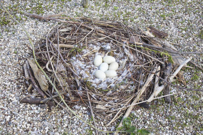Mute swan nest gnezdo laboda grbca_MG_4114-111.jpg