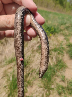 Everted hemipenis of slow-worm_IMG_20200419_112838-111.jpg