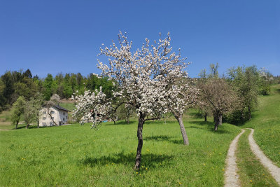 Orchard sadovnjak_IMG_20200419_114313-111.jpg