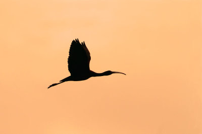 Glossy ibis Plegadis falcinellus plevica_MG_7830-111.jpg