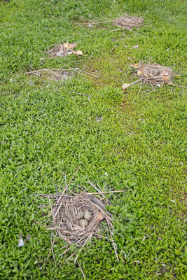 Colony of Black-headed gull Chroicocephalus ridibundus kolonija rečnega galeba_MG_4168-111.jpg