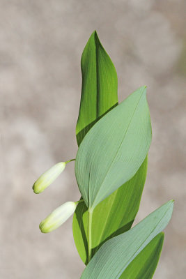 Angular solomon's seal Polygonatum odoratum dieči salomonov pečat_MG_6145-111.jpg