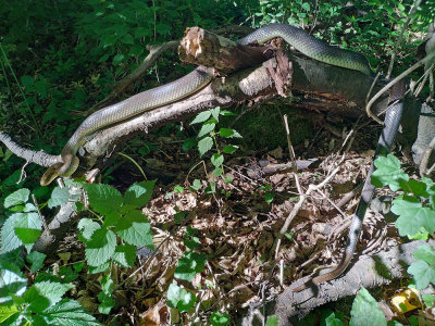Aesculapian snake Zamenis longissimus navadni go_IMG_20200524_174105-111.jpg