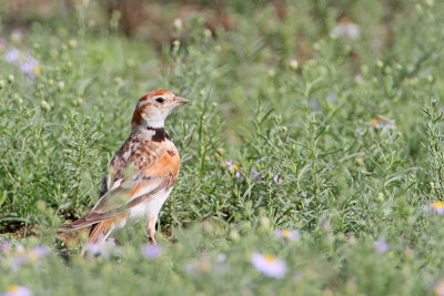 Mongolian lark Melanocorypha mongolica mongolski krjanec_MG_8598-111.jpg