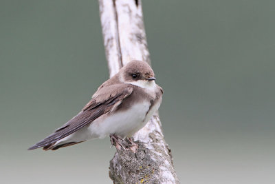 Sand martin Riparia riparia breguljka_MG_00231-111.jpg