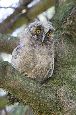 Young Long-eared owl mladić male uharice_MG_4197-111.jpg