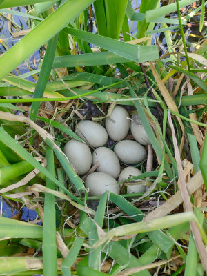 Ferruginous duck nest gnezdo kostanjevke_IMG_20200612_172009-111.jpg