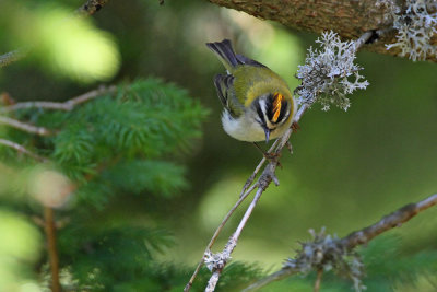 Common firecrest Regulus ignicapilla rdečeglavi kraljiček_MG_0439-111.jpg