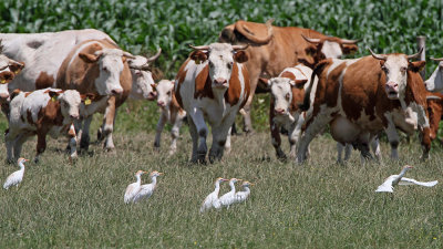 Cattle egret Bubulcus ibis kravja čaplja_MG_0368-111.jpg
