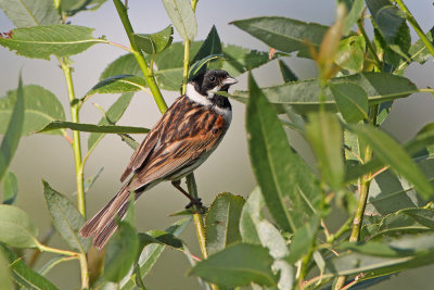 Reed bunting Emberiza schoeniclus trstni strnad_MG_0492-111.jpg